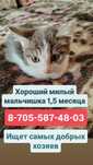 Котёнок нуждается в семье без маленьких детей