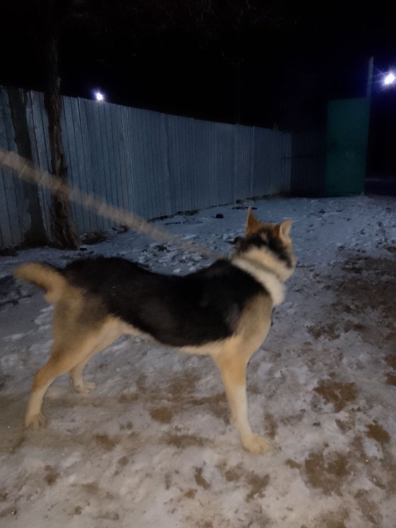 Саудасы бар таза лайка