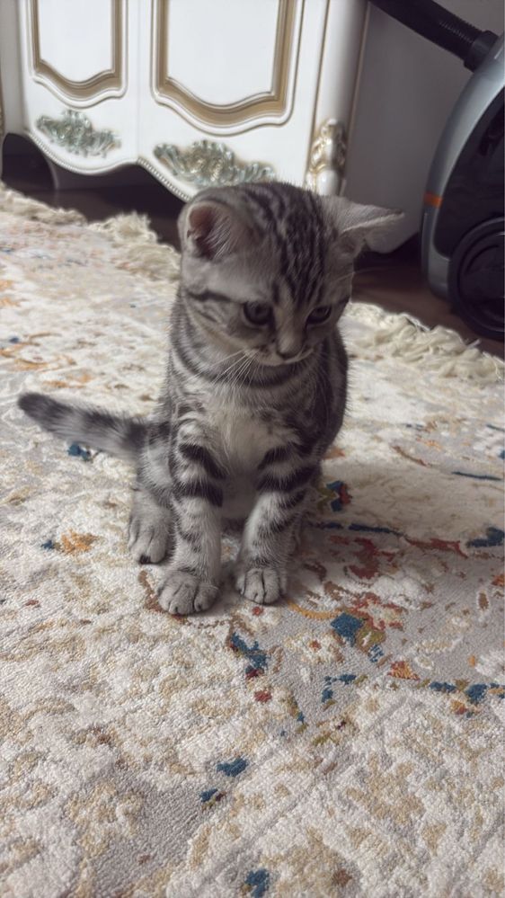 Котенок породистая шотланка короткошерстенная