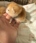 Британский котенок окрас Шиншилла