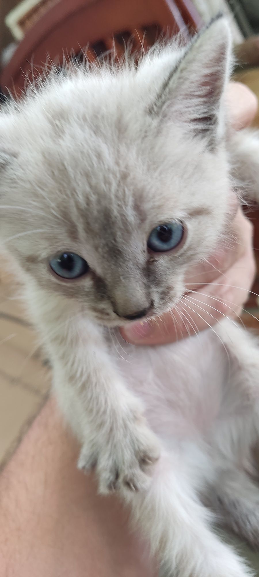Отдам котят в добрые руки