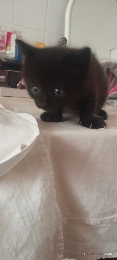 Дарю котят бесплатно