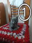отдам котят в хорошие руки