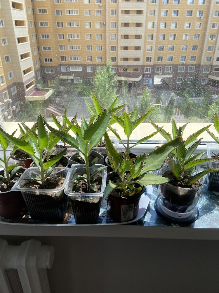 Продам каланхоэ лечебный, Мадагаскар