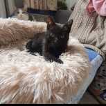 Котёнок в хорошие руки