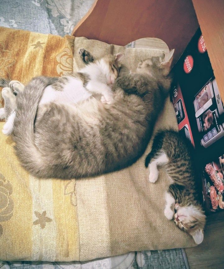 Бесплатно котята девочки полтора месяца