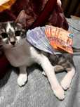 Кошка отдам в хорошие руки приучина к лотку