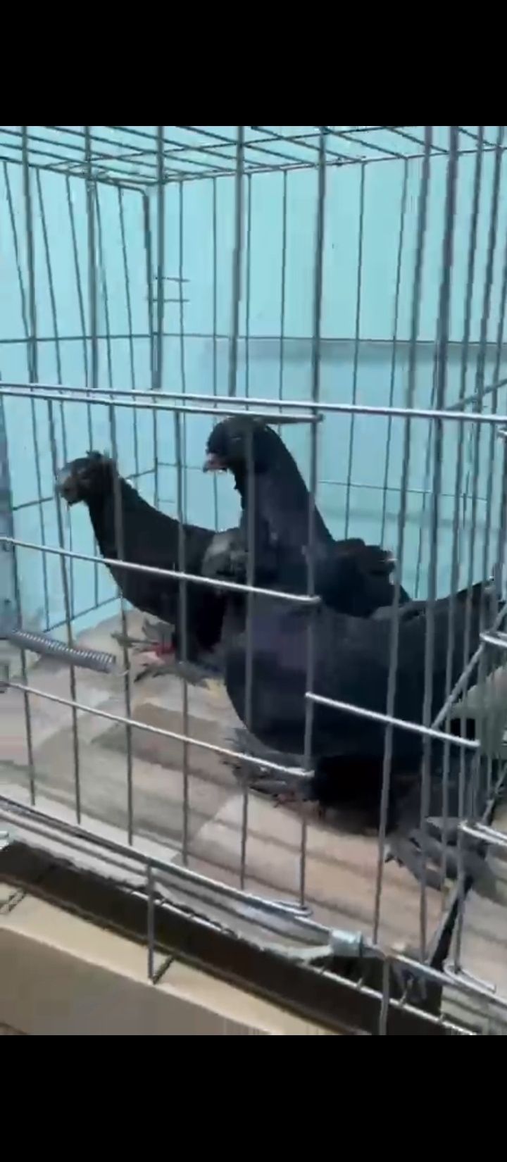 Голуби тараз продам