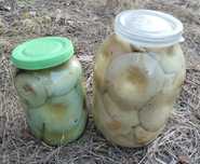 Продам грибы грузди