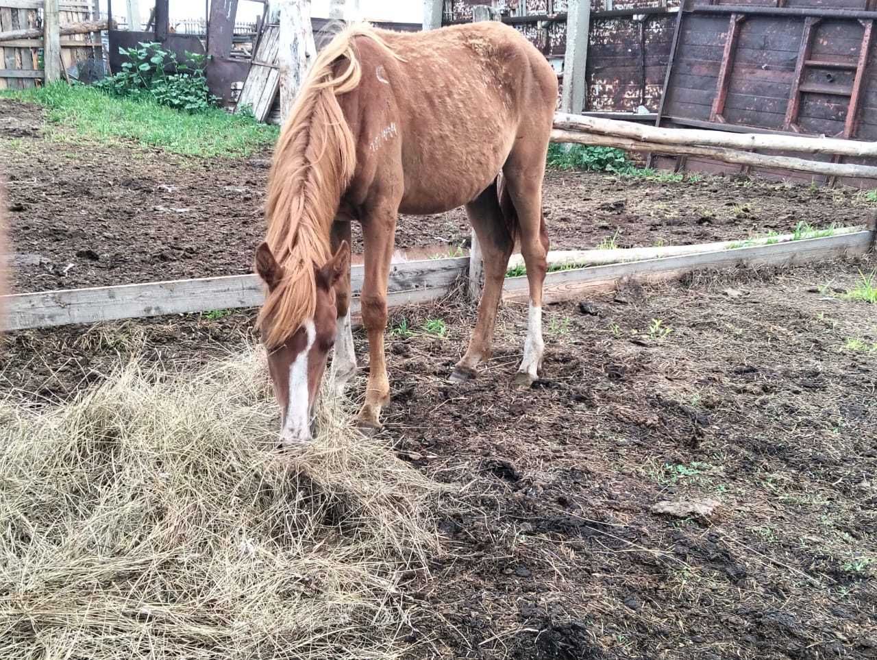 Продам кобылку ,телочку и бычка