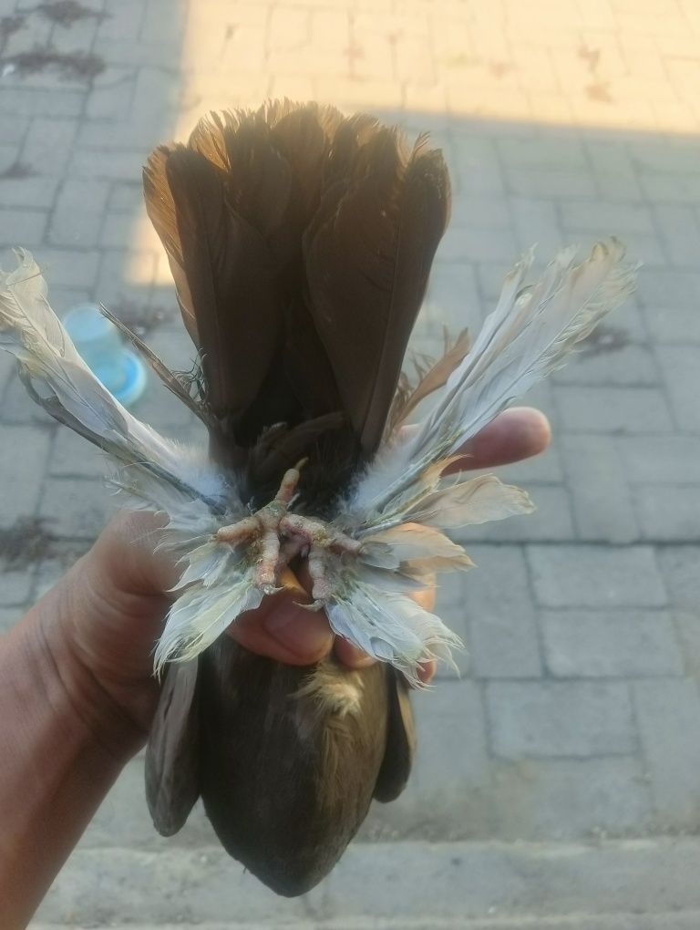 Молодые  голуби.  Кептер сатам.