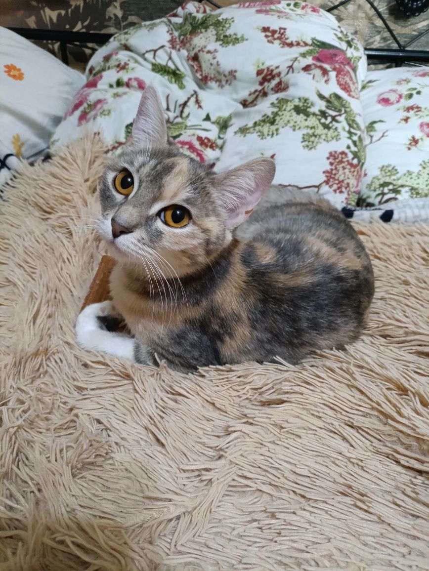 Кошечка для любящего человека