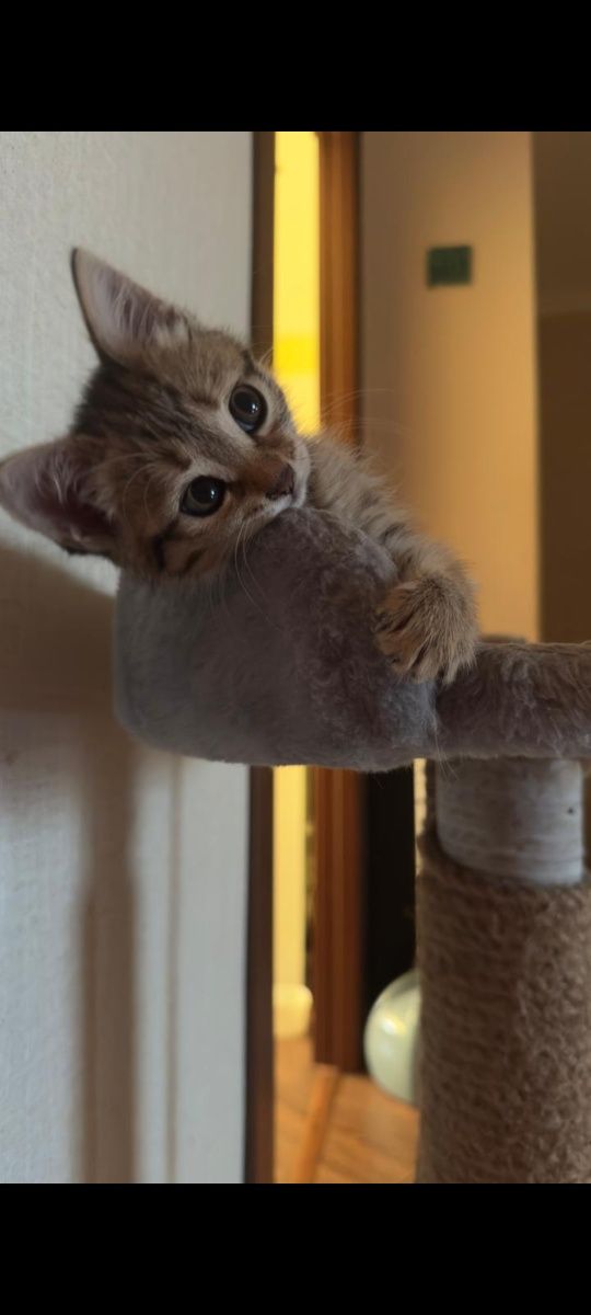 Отдам котенка, примерно 1 месяц, девочка, игривая, приученная к лотку