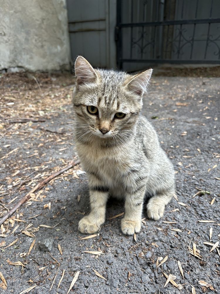 Котенок в добрые руки