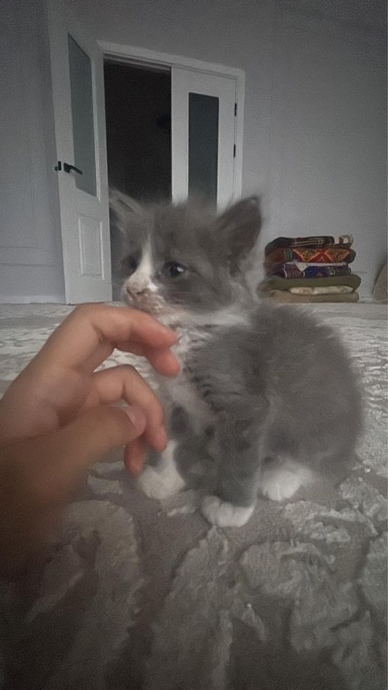 Котенок в добрые руки