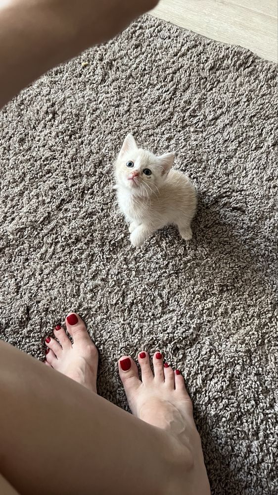Котят в добрые руки