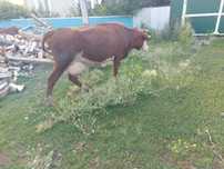 Продам дойную корову