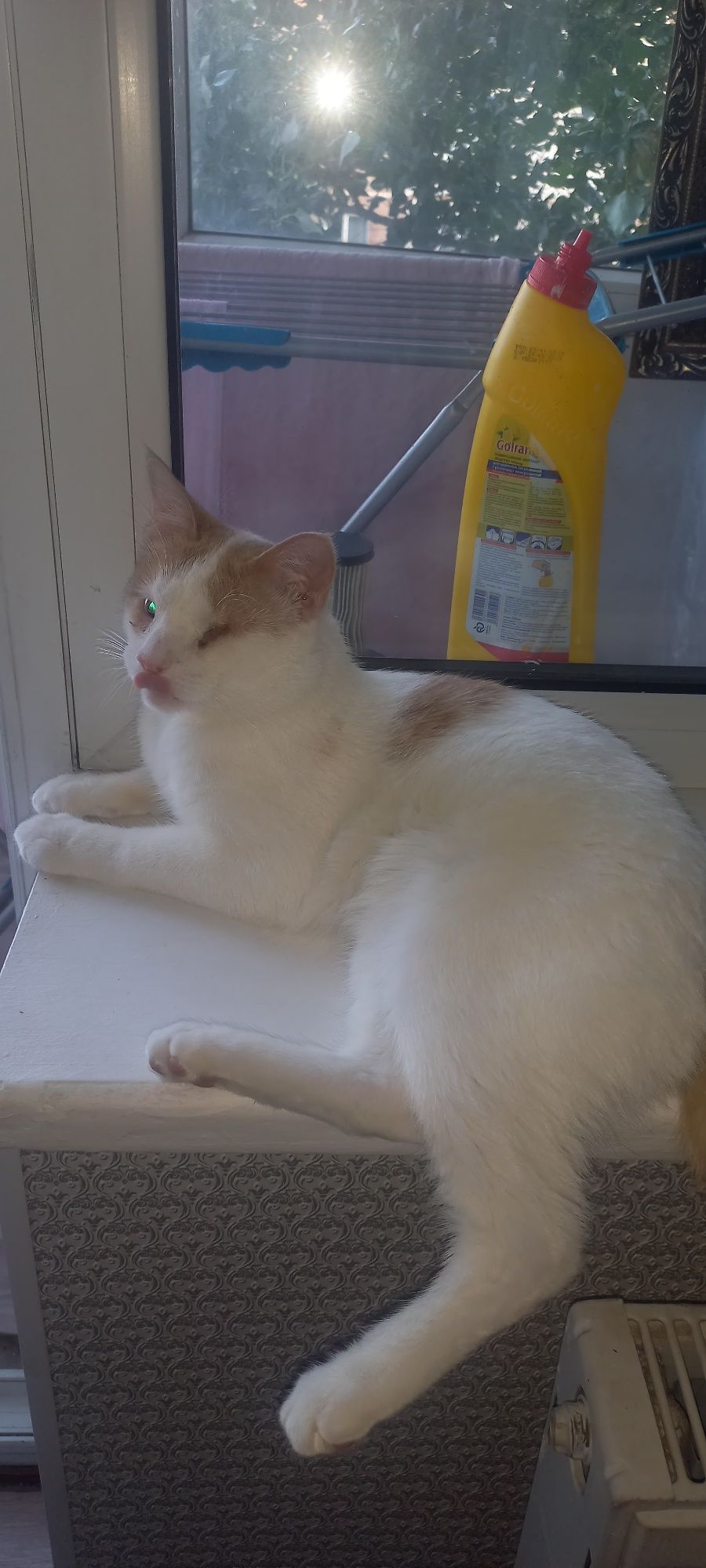 Отдам котёнка в добрые руки