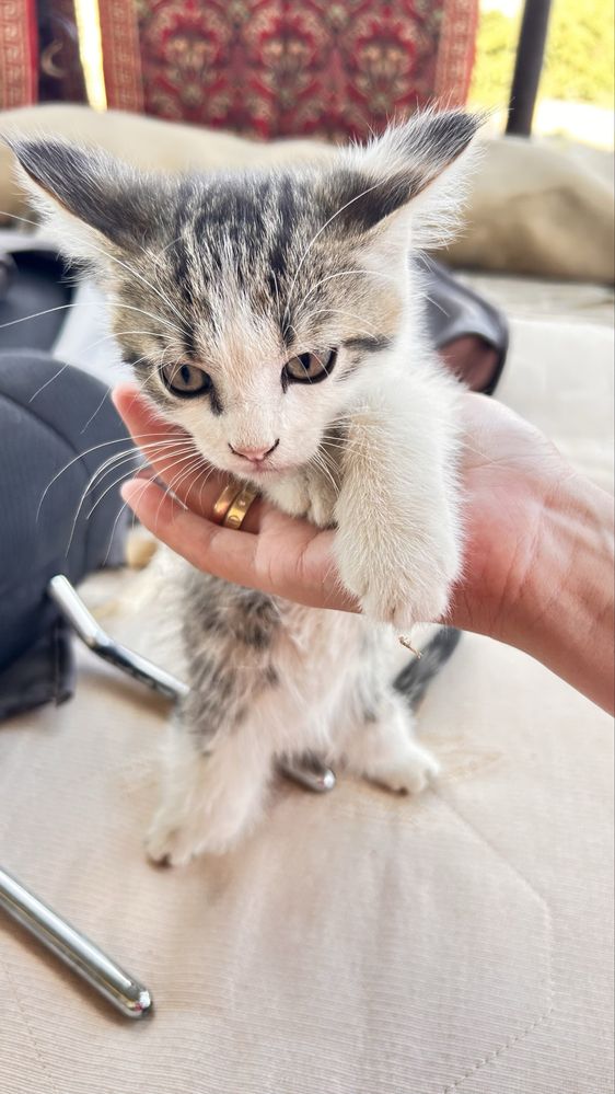 Котята бесплатно!