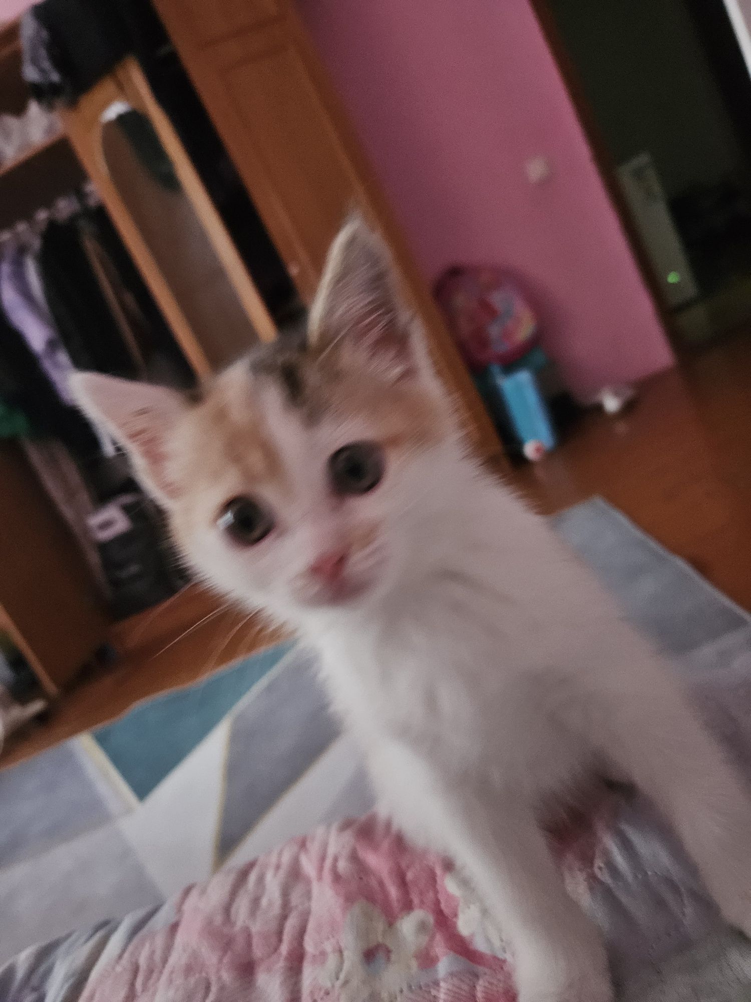 Отдам котёнка девочку в добрые руки