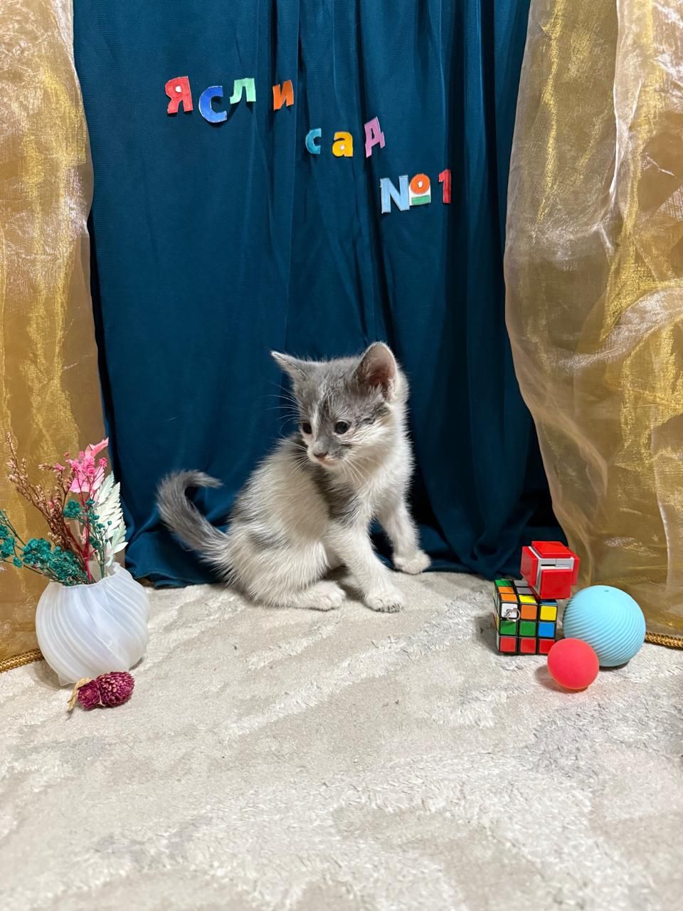 Отдам котят, чистые, хорошие.