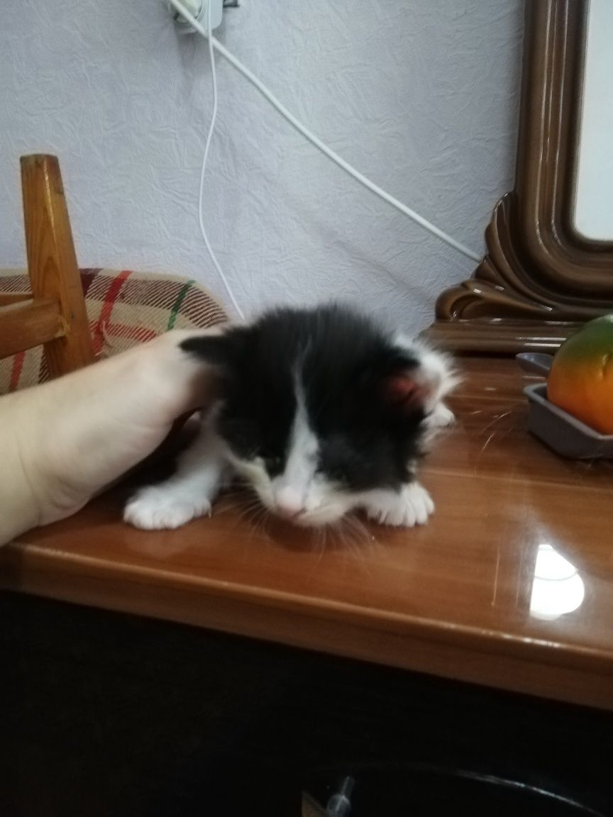 Отдам котят в добрые руки.