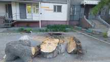 Отдам даром бревна  самовывоз