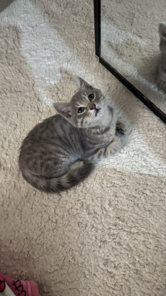 Котенок (котик) в добрые руки