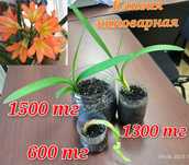 Кливия, филодендрон и др.