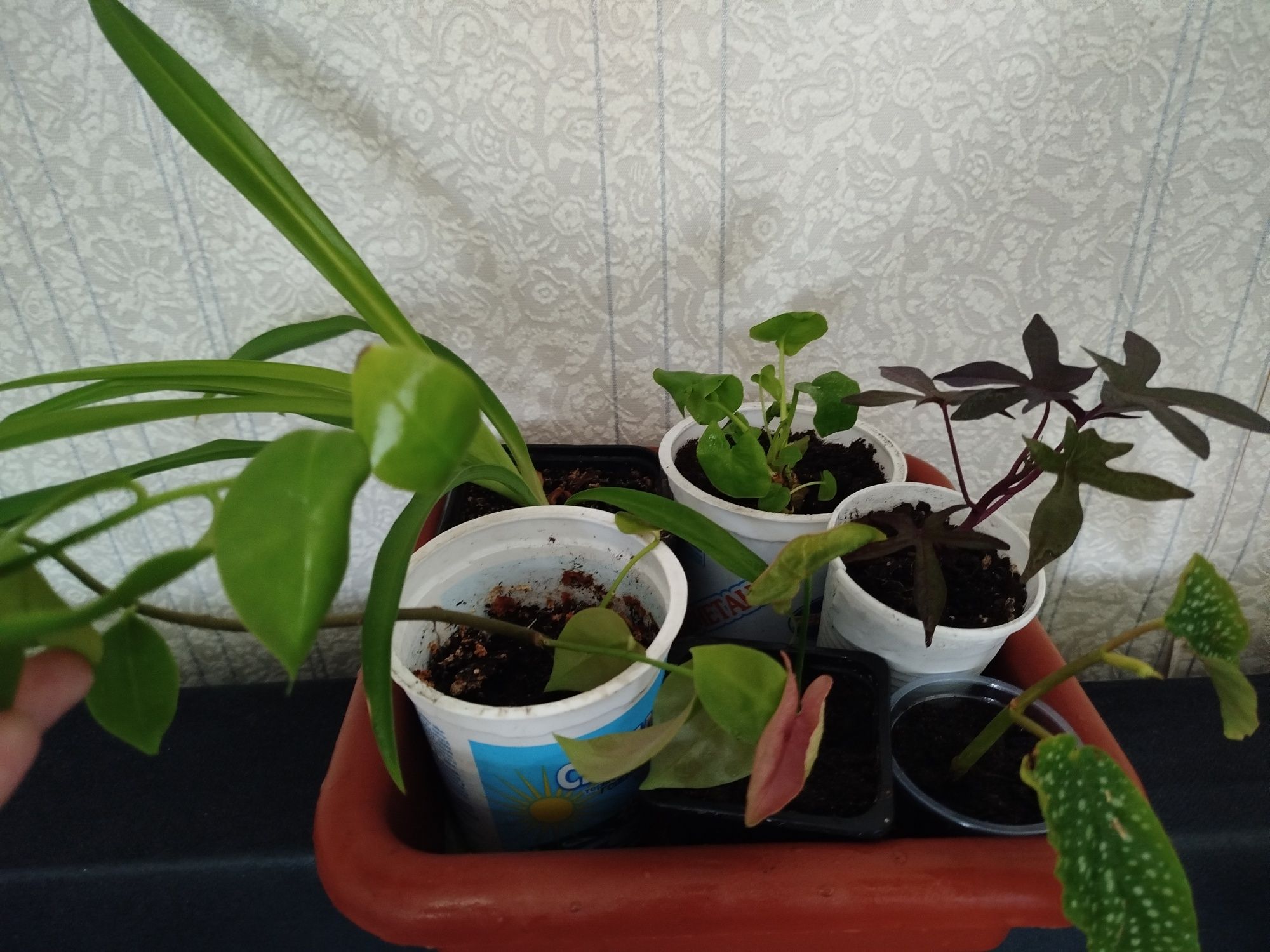 Продам комнатные цветы.