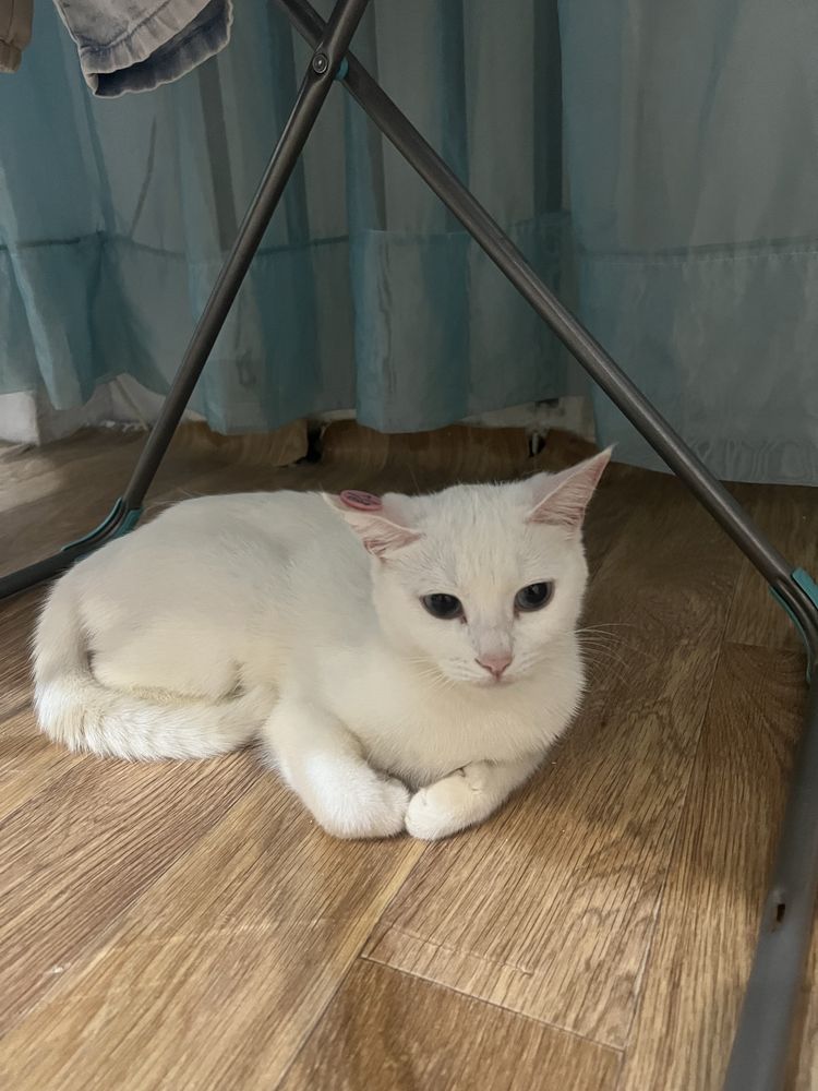 Отдам котенка в добрые руки