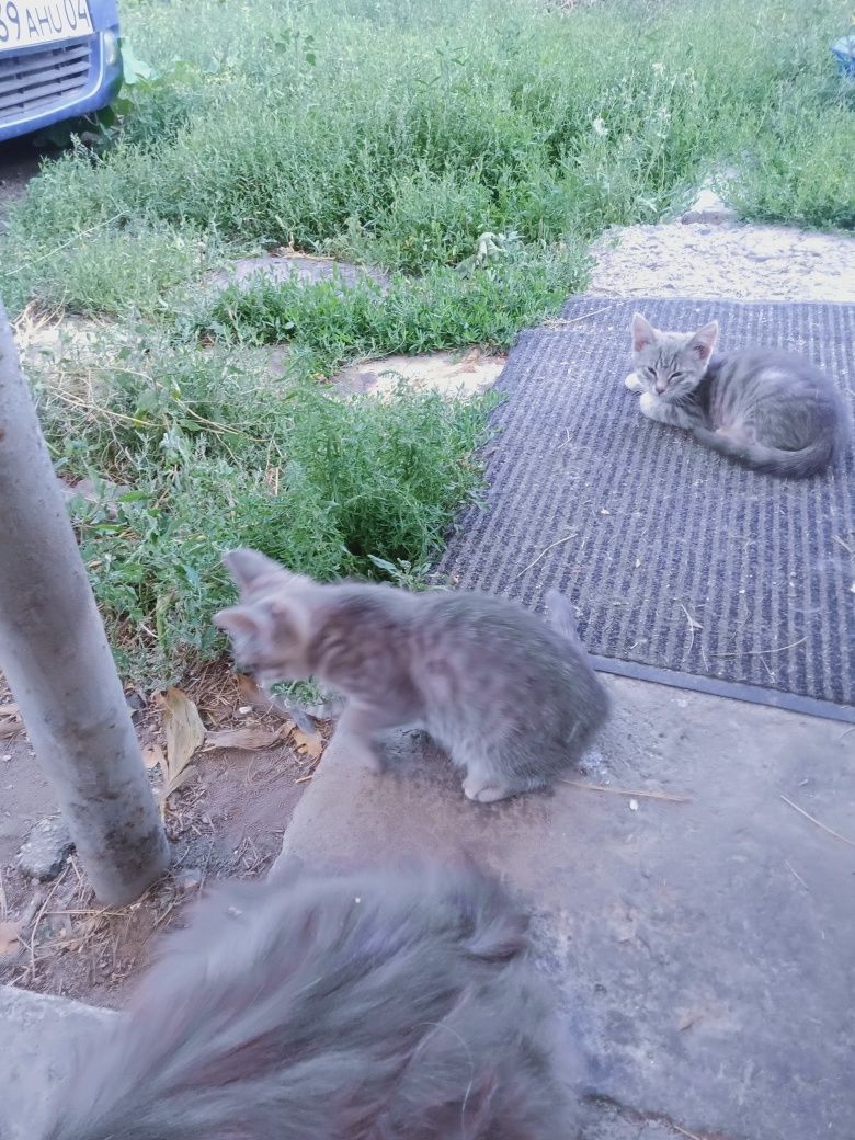 Отдам бесплатно котят в добрые руки