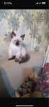 сиамский котенок