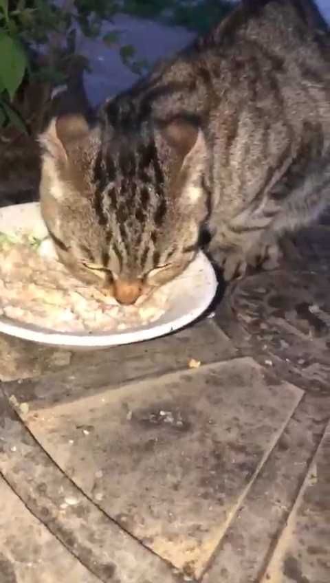 Появился вислоухий кот. Ищем дом!