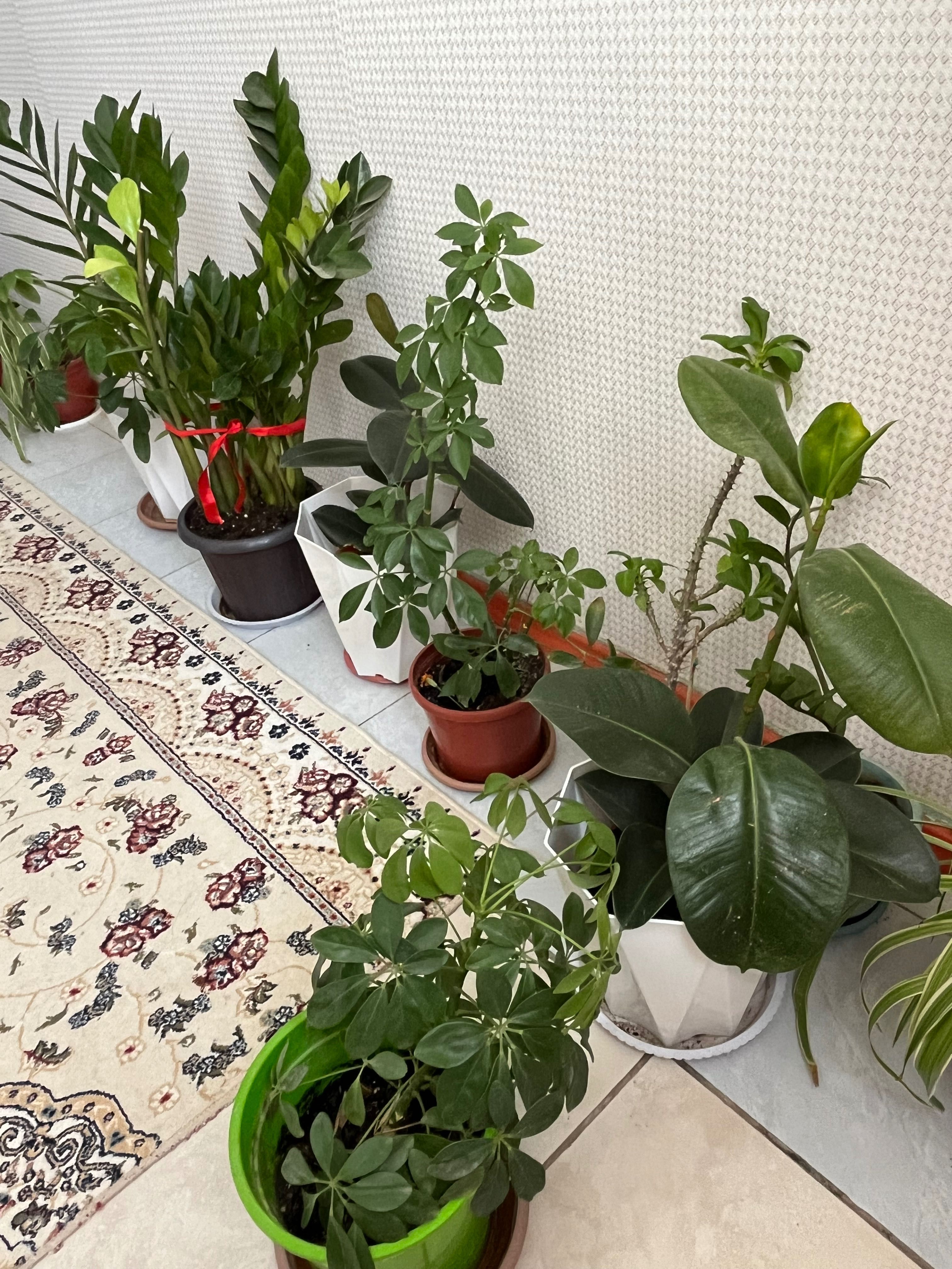 комнатные цветы разные