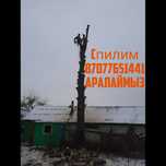 (НЕДОРОГО) Спилим деревьев. Пилим дерево, Спил, распил. Ағашт аралау.