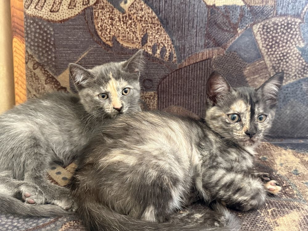 Котята, котят, котенок, отдам котят