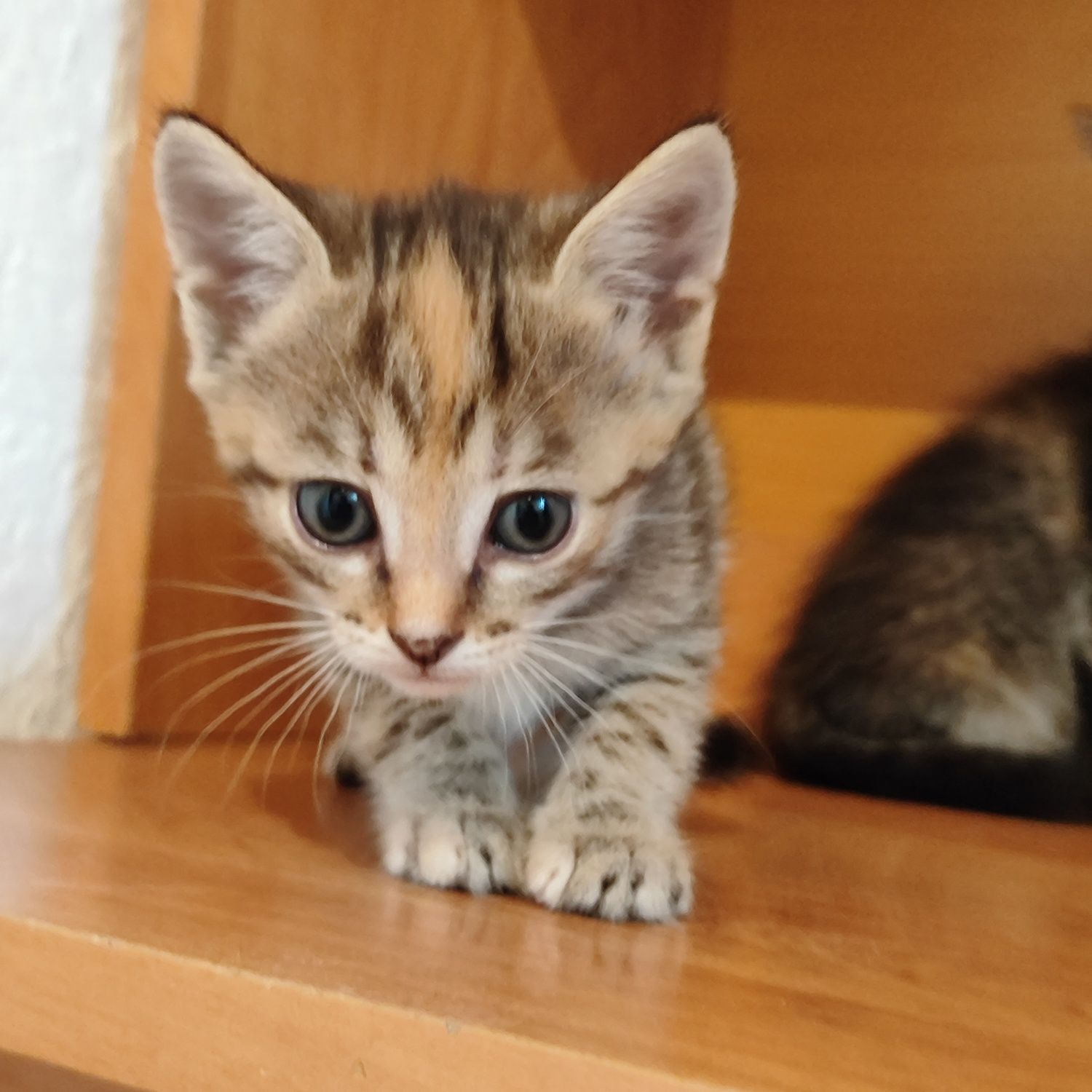 Отдам котёнка бауырластар 2
