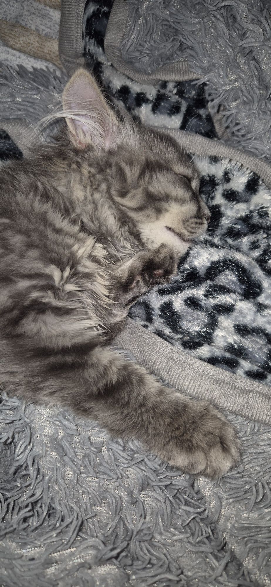 Скоттиш страйт прямоухий
