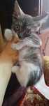Отдам котят в добрые руки  двух мальчиков