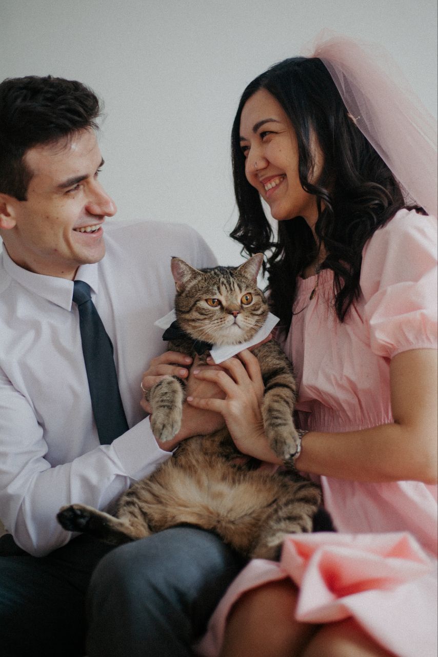 Шотландский кот страйт