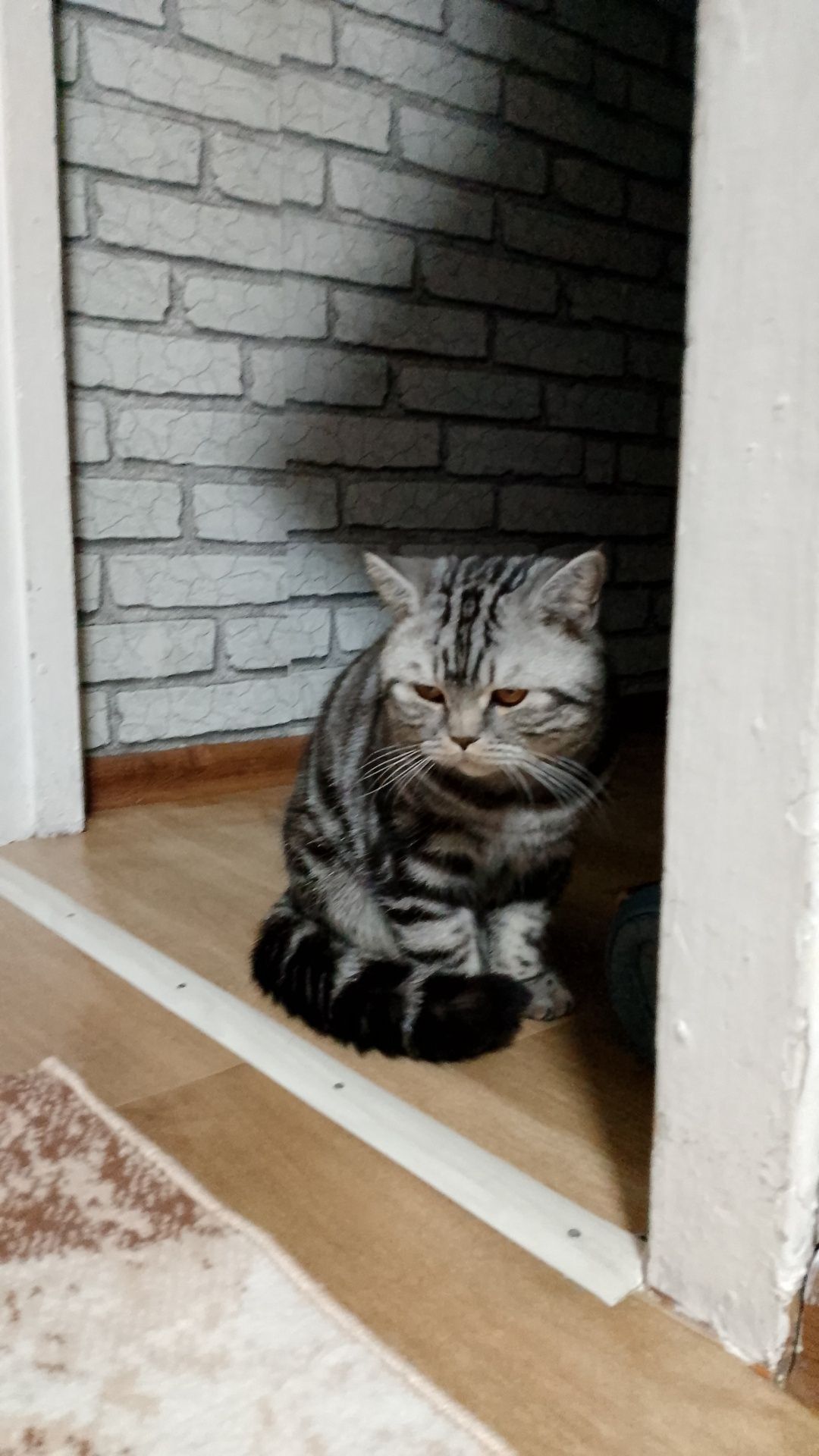 Вязка кот британский 8000