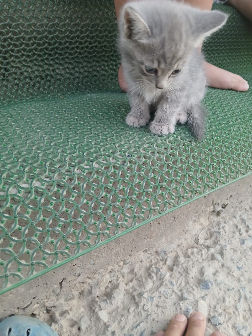 Продаются котята