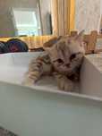 Шотландский прямоухий котенок