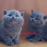 Британские котята