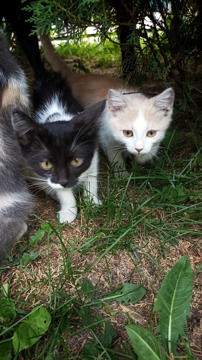 Котёнок красивый , в хорошие руки