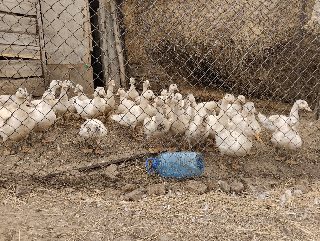 Утки почти 3месяца