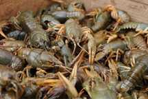 Раки и морепродукты г. Алматы регулярный завоз