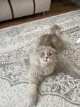 Отдам шотландскую кошку
