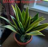 Сансевиерия Голд Флейм